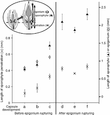 Attēlu rezultāti vaicājumam “Acaulon muticum sporophyte”