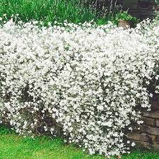 Attēlu rezultāti vaicājumam “Enteridium corticatum sessile”