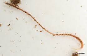 Attēlu rezultāti vaicājumam “Tubifera dudkae young”