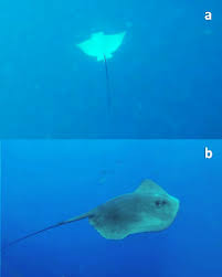 Image result for Aetomylaeus bovinus