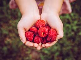 Attēlu rezultāti vaicājumam “Rubus illecebrosus”