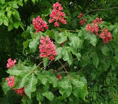 Attēlu rezultāti vaicājumam “Aesculus”