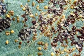 Attēlu rezultāti vaicājumam “Melampsora populnea”