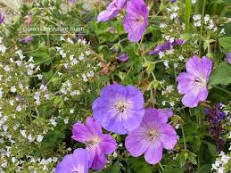 Image result for Geranium `Purple Haze`