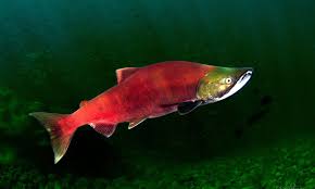 Image result for Oncorhynchus