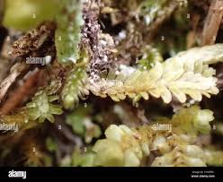 Attēlu rezultāti vaicājumam “Scapania mucronata macro”