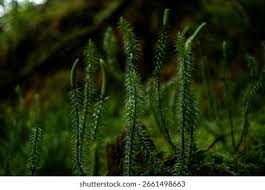 Attēlu rezultāti vaicājumam “Lycopodium annotinum”