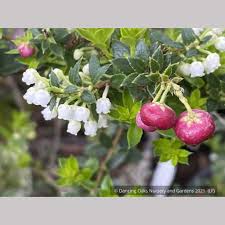 Attēlu rezultāti vaicājumam “Gaultheria cuneata”