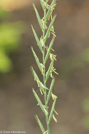 Attēlu rezultāti vaicājumam “Elytrigia repens subsp. arenosa”