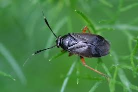 Attēlu rezultāti vaicājumam “Capsus ater”