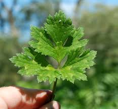 Attēlu rezultāti vaicājumam “Ranunculus repens leaf”