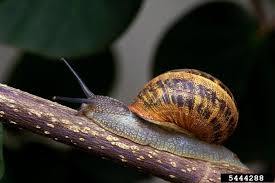 Attēlu rezultāti vaicājumam “Helicidae”