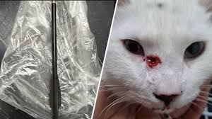 Afbeeldingsresultaat voor katten