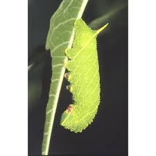 Attēlu rezultāti vaicājumam “Laothoe populi larva”