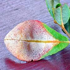 Attēlu rezultāti vaicājumam “Exobasidium cassandrae”