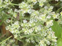 Attēlu rezultāti vaicājumam “Scleranthus perennis flower”