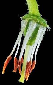 Attēlu rezultāti vaicājumam “Menziesia ferruginea flower”