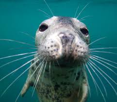 Image result for Wyndley Seals Snorkelling Club