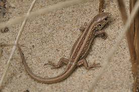 Attēlu rezultāti vaicājumam “Lacerta agilis”