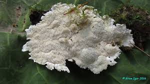 Attēlu rezultāti vaicājumam “Junghuhnia pseudozilingiana”