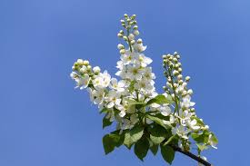 Attēlu rezultāti vaicājumam “Padus avium”