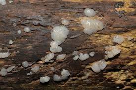 Attēlu rezultāti vaicājumam “Exidia thuretiana”