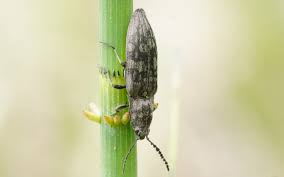Attēlu rezultāti vaicājumam “Actenicerus sjaelandicus”