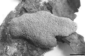 Attēlu rezultāti vaicājumam “Oligonema flavidum spores”