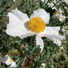 Image result for Romneya coulteri