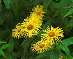 Attēlu rezultāti vaicājumam “Inula helenium flower”