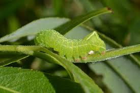 Attēlu rezultāti vaicājumam “Amphipyra perflua”