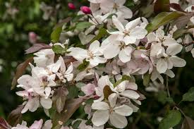 Attēlu rezultāti vaicājumam “Malus prunifolia”