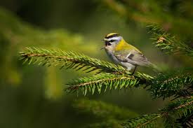 Attēlu rezultāti vaicājumam “Regulus regulus”