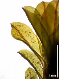 Attēlu rezultāti vaicājumam “Syntrichia latifolia macro”