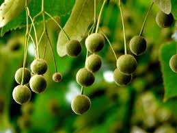 Attēlu rezultāti vaicājumam “Listera cordata fruit”