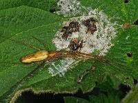 Attēlu rezultāti vaicājumam “Tetragnatha montana”