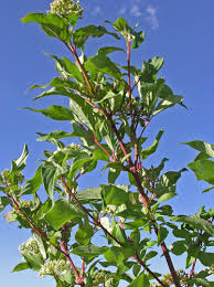 Attēlu rezultāti vaicājumam “Cornus alba”