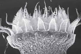 Attēlu rezultāti vaicājumam “Bryum funkii cells”