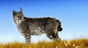 Afbeeldingsresultaat voor lynx