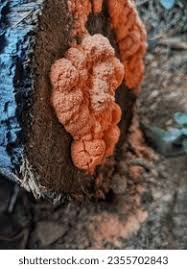 Attēlu rezultāti vaicājumam “Tubifera ferruginosa (subsp. ferruginosa)”