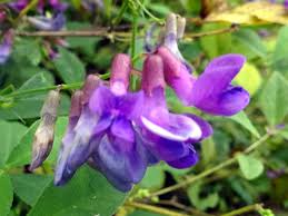 Attēlu rezultāti vaicājumam “Pinus pumila male flower”