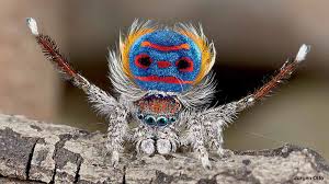 Image result for spider