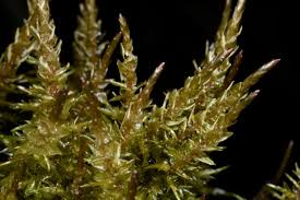 Attēlu rezultāti vaicājumam “Calliergon giganteum”