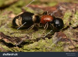 Attēlu rezultāti vaicājumam “Mutilla europaea”