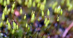 Attēlu rezultāti vaicājumam “Bryales”