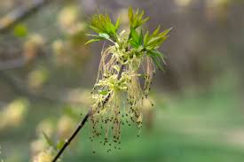 Attēlu rezultāti vaicājumam “Acer negundo female flower”