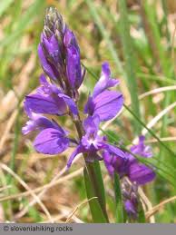 Attēlu rezultāti vaicājumam “Polygala comosa flower”
