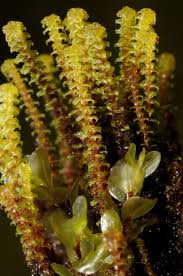 Attēlu rezultāti vaicājumam “Paludella squarrosa”