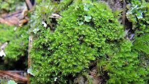 Attēlu rezultāti vaicājumam “Lophozia ascendens”