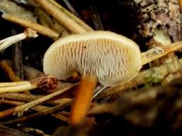 Attēlu rezultāti vaicājumam “Auriscalpium vulgare”